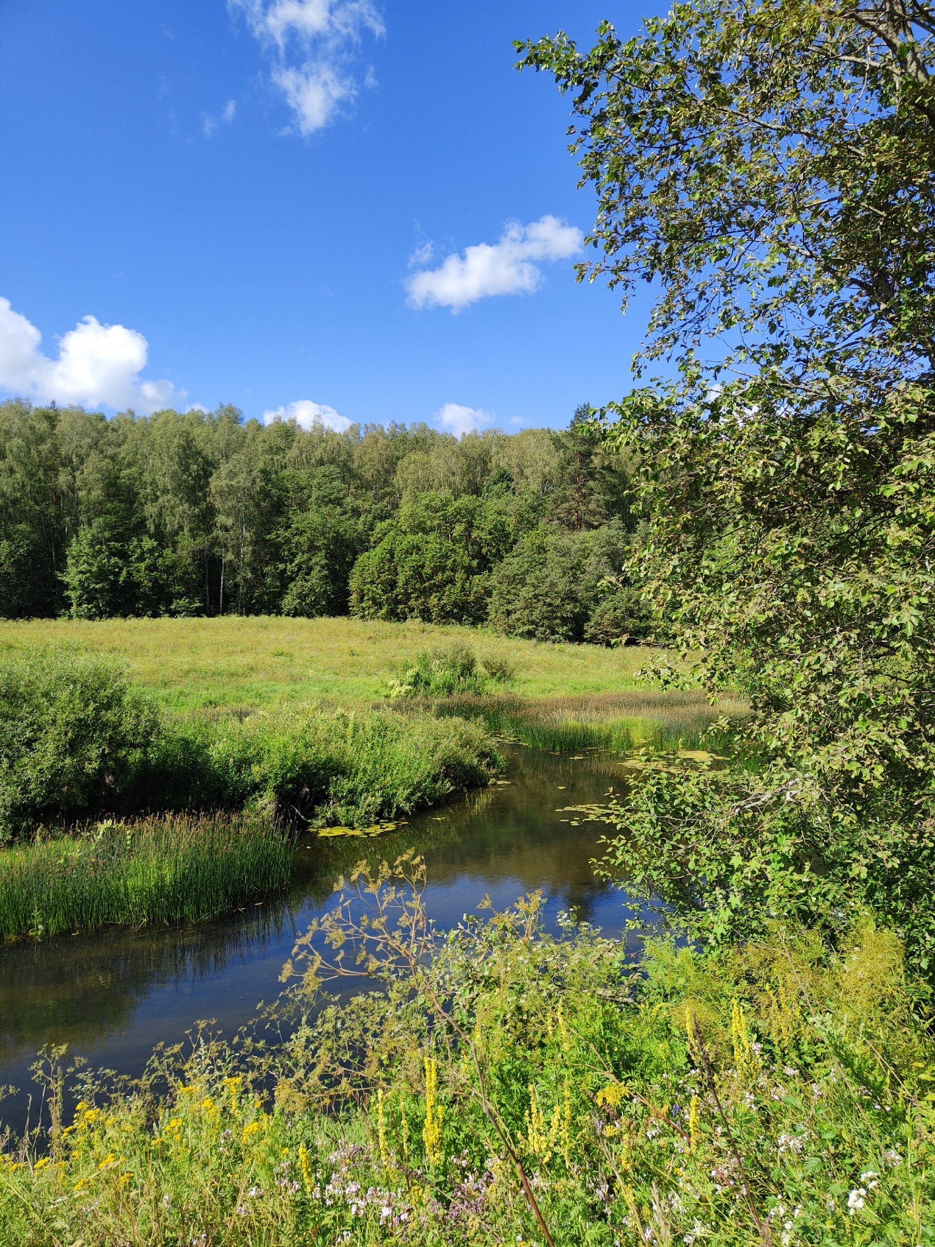 Река и лес в окрестностях Калужской области — типичный пейзаж по пути к Никола-Ленивцу и Угре